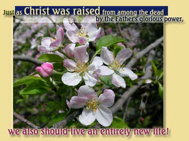 Just as Christ was raised from among the dead by the Father's glorious power, we also should live an entirely new life!